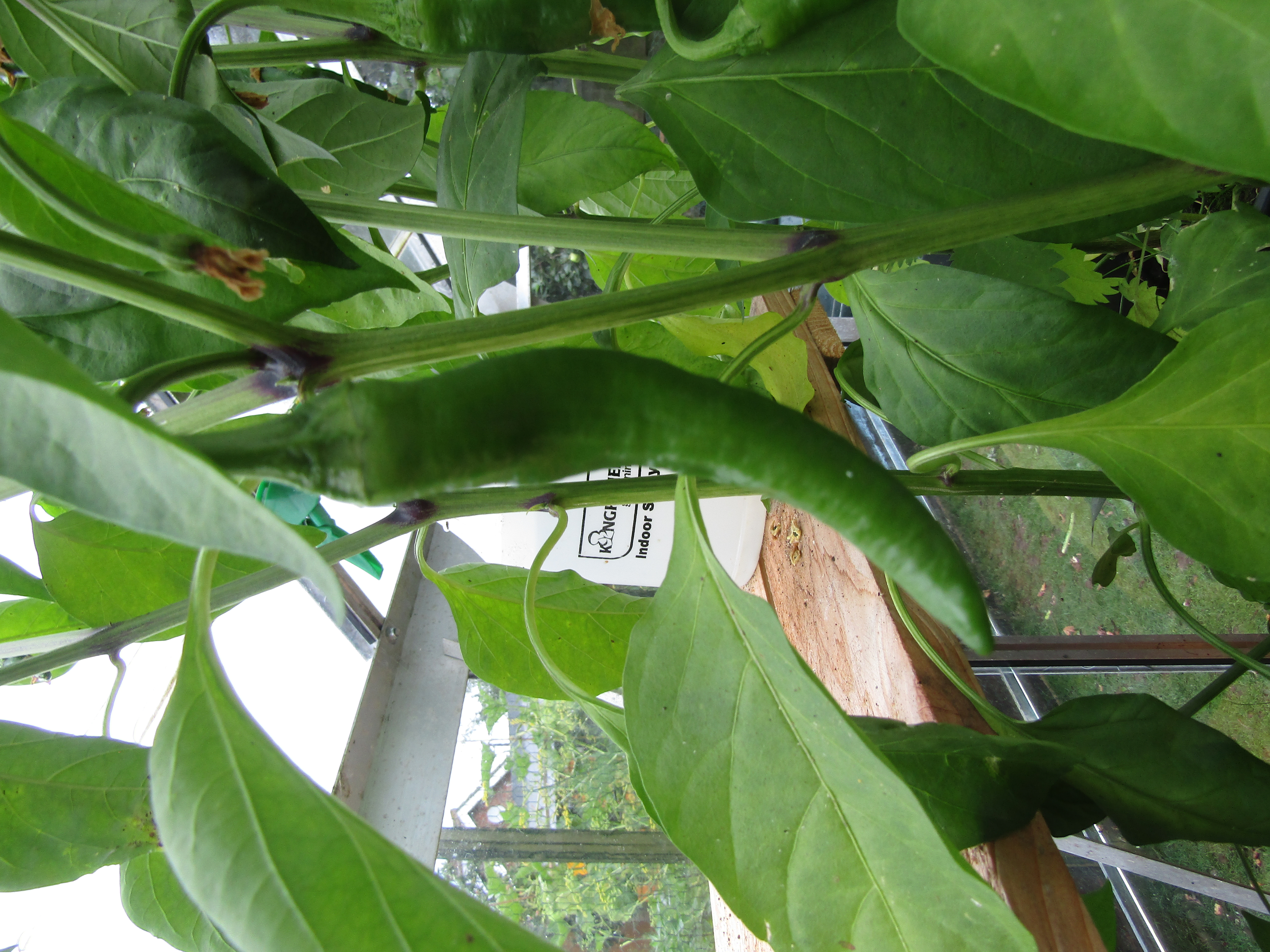 Cayenne pepper (Capsicum annuum) plant grown in a greenhouse located in the village of Trimingham, Norfolk, England.
