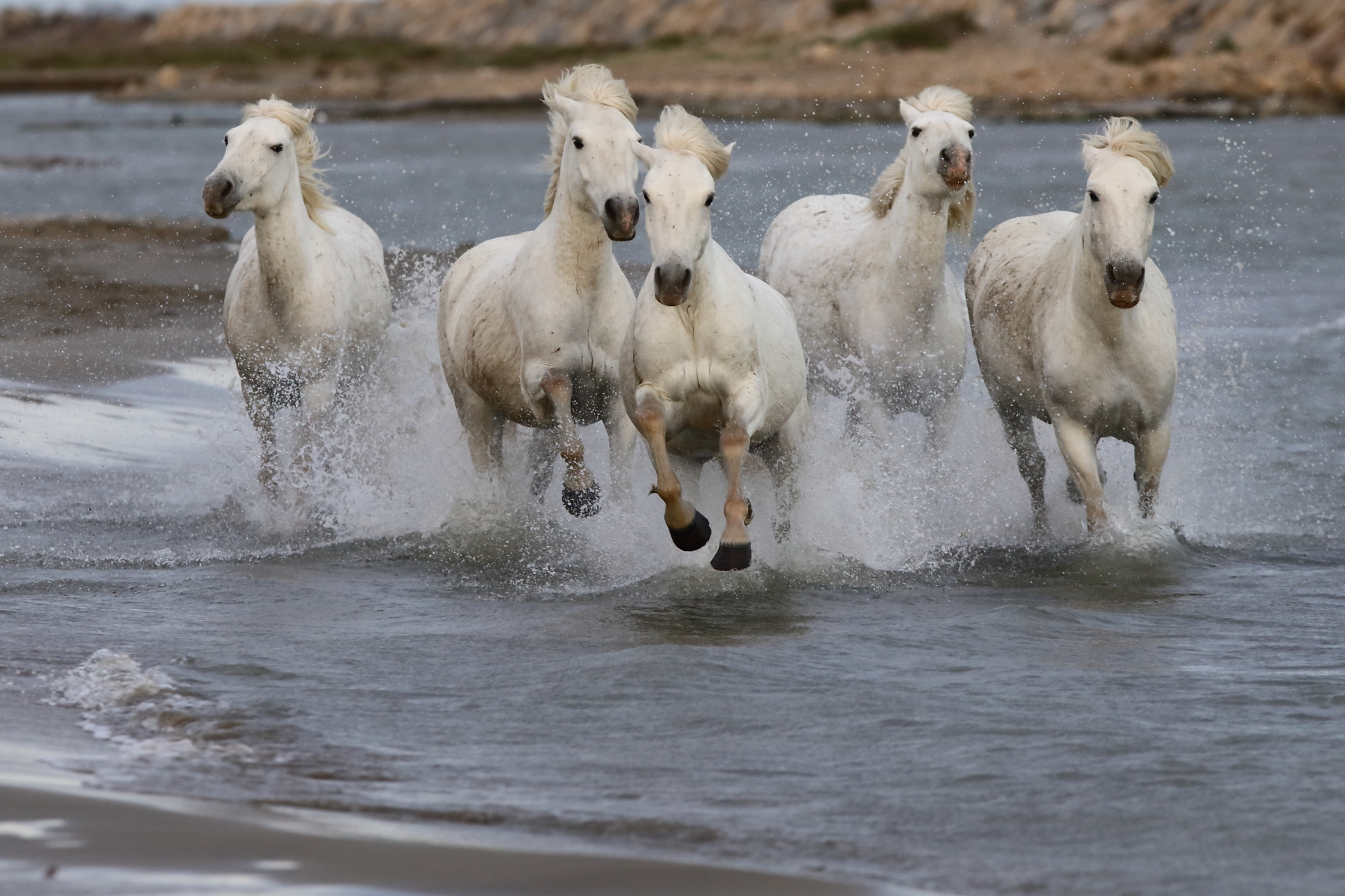 présentation de ces magnifiques chevaux, symboles de la Camargue et orgueils des gardians
dans les marais