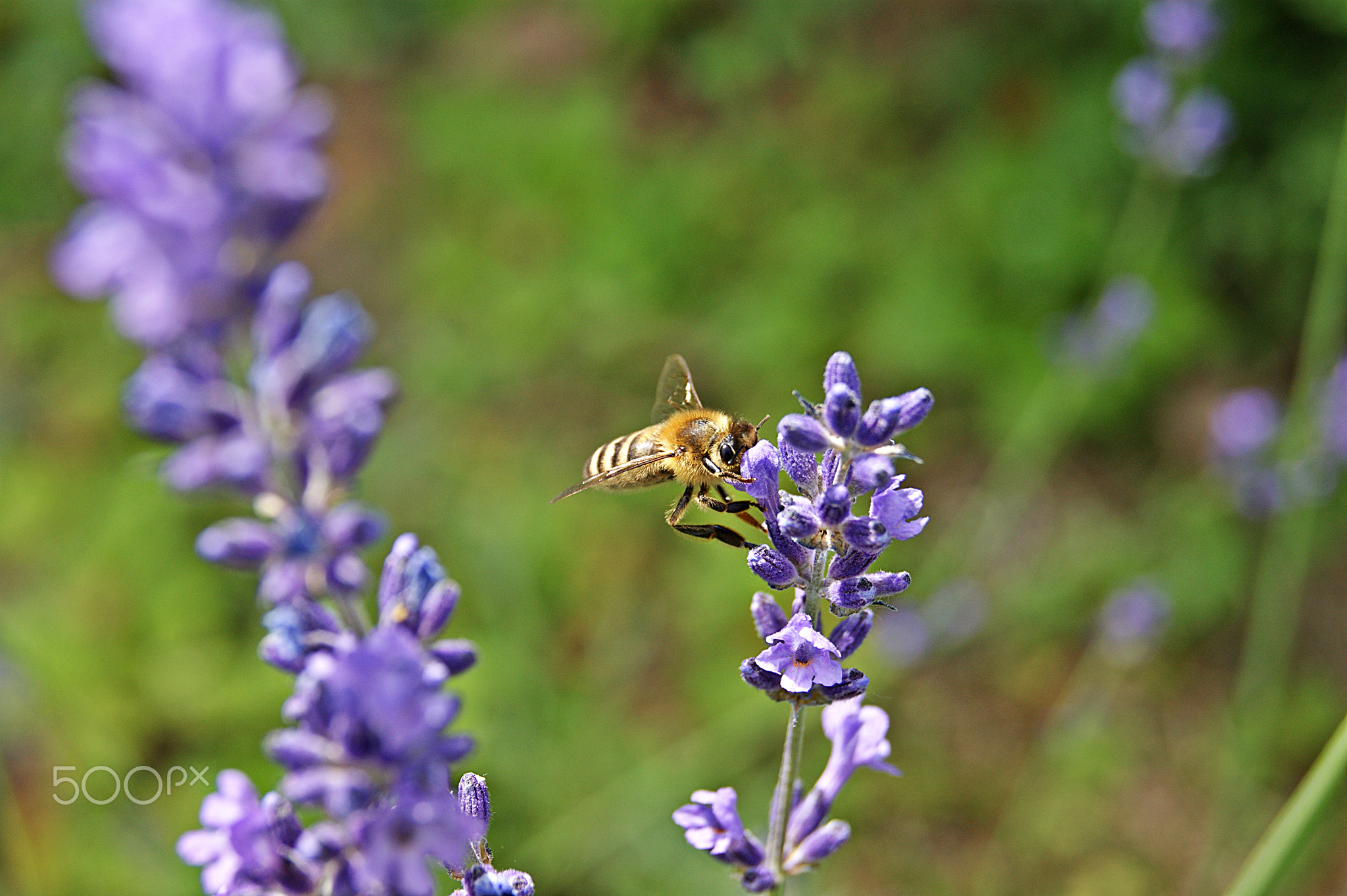 500px provided description: It's springtime! [#flowers ,#beauty ,#spring ,#nature ,#macro ,#flower ,#summer ,#beautiful ,#closeup ,#natural ,#plant ,#