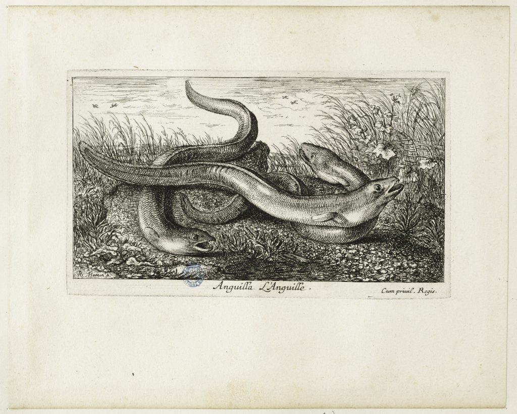 Auteur(s): · Flamen, Albert (vers 1620 - après 1674), aquafortiste · Autre titre: · Huitième numéro d'une suite de 12 pièces (Sous-titre) · Datation en si