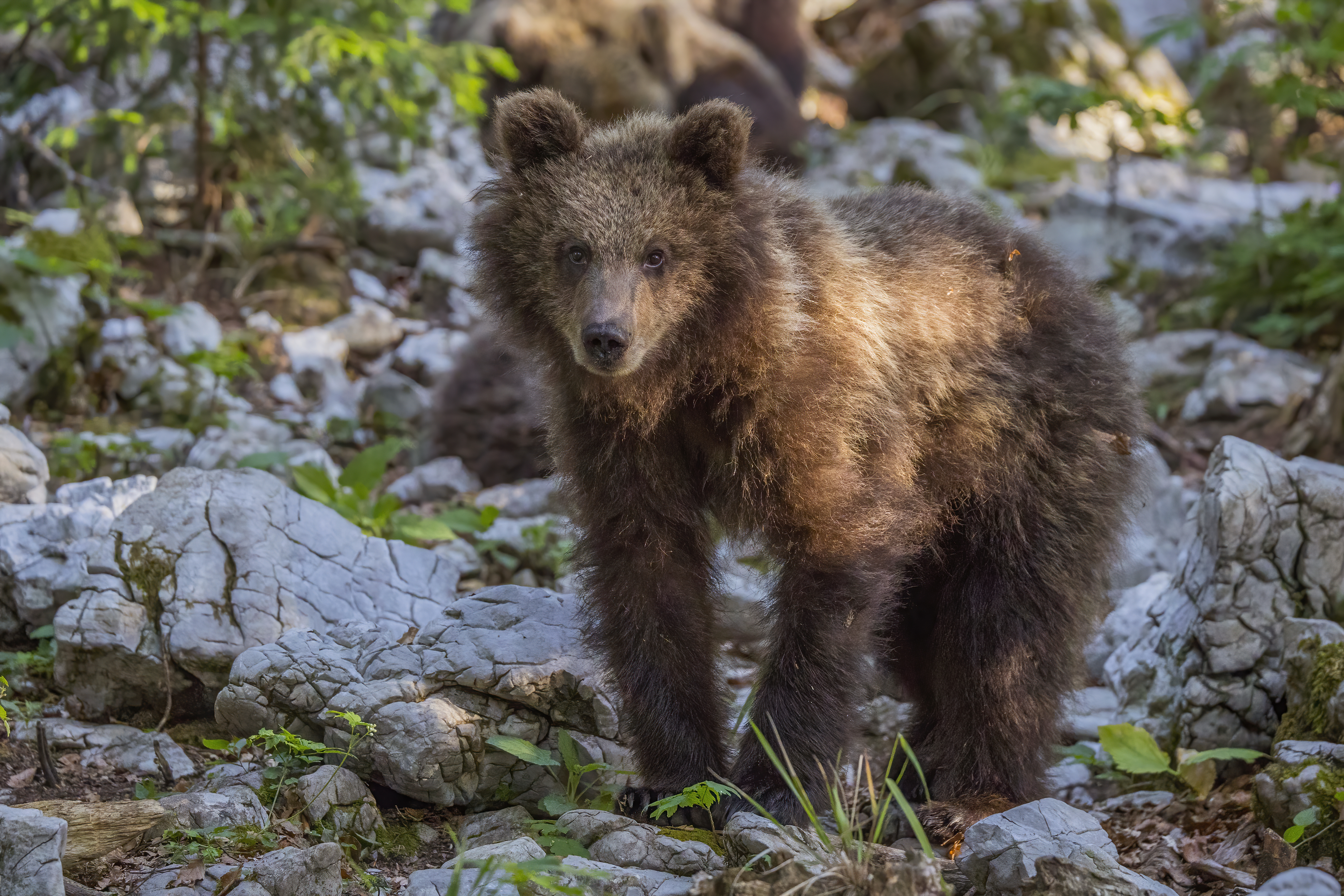 Eurasian brown bear (Ursus arctos arctos) cub, 14 months old, Stari Kot, Slovenia