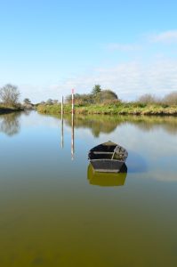 Grand-Lieu lake, view from Passay - La Chevrolière (Loire-Atlantique) - France