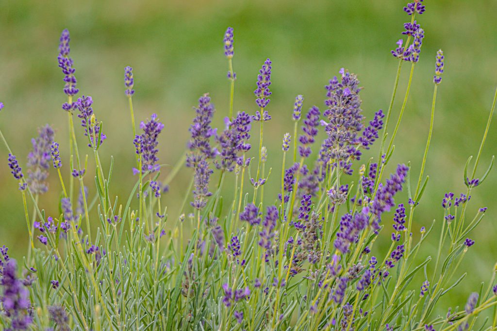 Épis de lavande violette en fleurs sur fond d'herbe verte floue