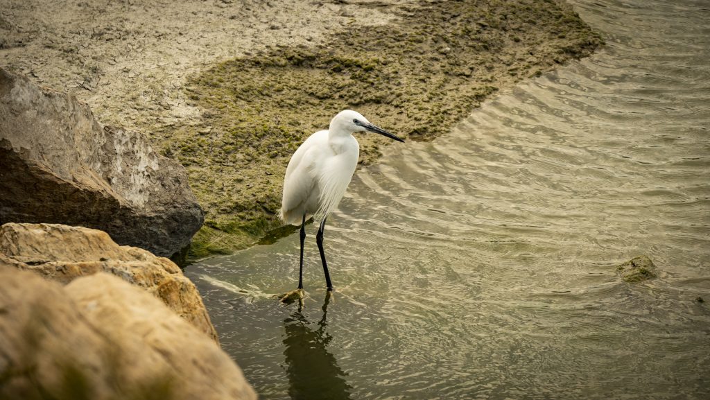 A Little Egret Stands Gracefully by the Dyke in Saintes-Maries-de-la-Mer.This picture was taken by Fabrizio Lecce from the Multimedia Production Centr