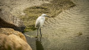 A Little Egret Stands Gracefully by the Dyke in Saintes-Maries-de-la-Mer.This picture was taken by Fabrizio Lecce from the Multimedia Production Centr