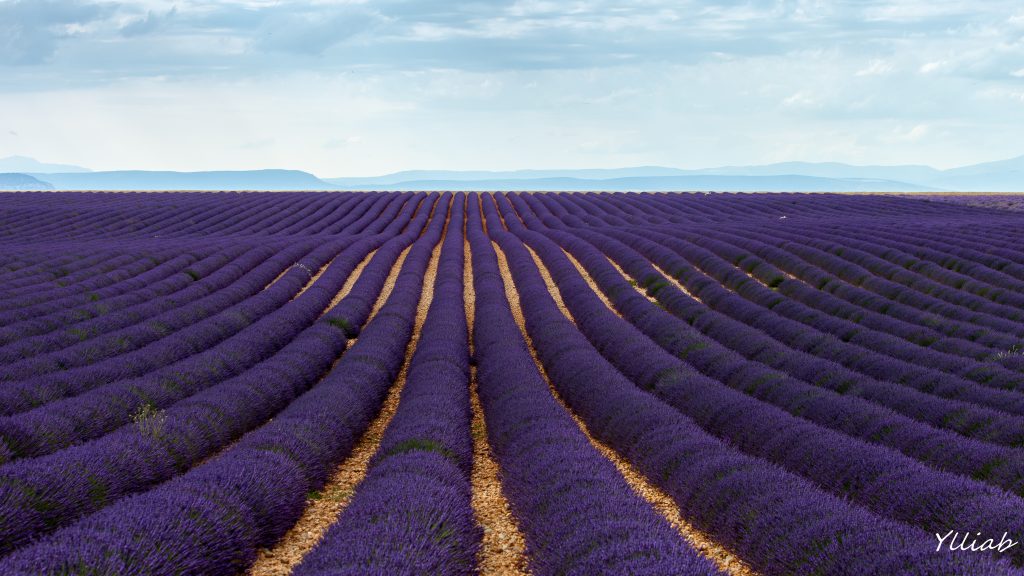Plateau de Valensole, champ de lavande.