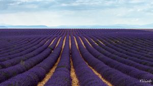 Plateau de Valensole, champ de lavande.