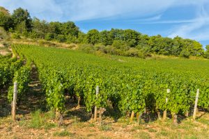 Santenay (Côte-d'Or, France) - Vineyard