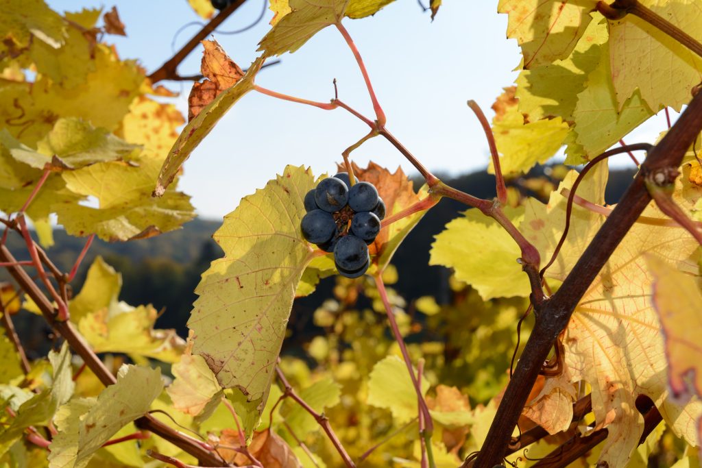 Petite grappe de raisin noir sur un cep aux feuilles jaunies d'automne, vigne ensoleillée