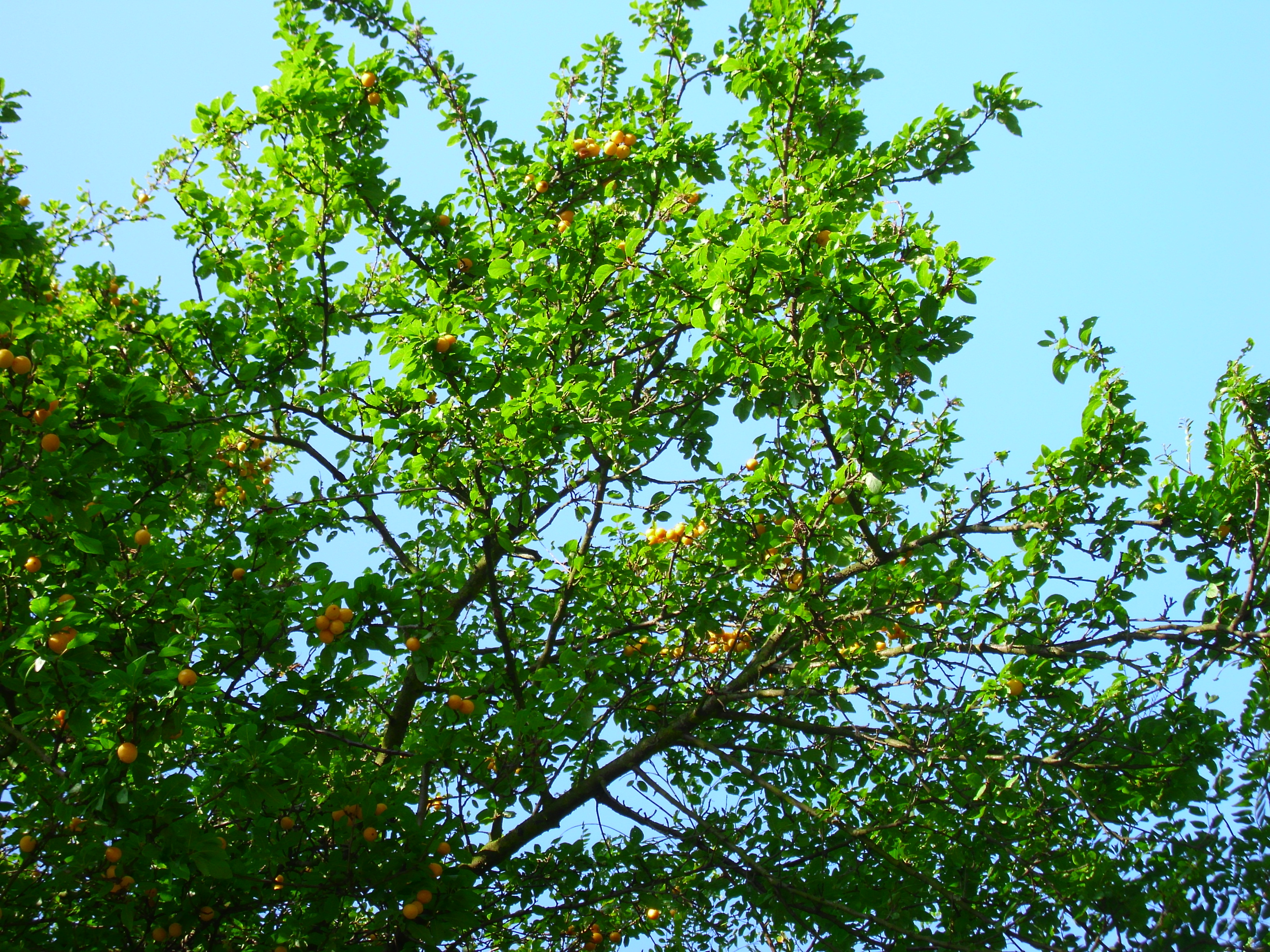 Grappes de mirabelles jaunes sur un mirabellier en Lorraine