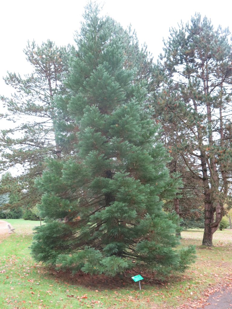 Grand conifère isolé dans un parc arboré, étiquette verte au pied, pelouse jonchée de feuilles