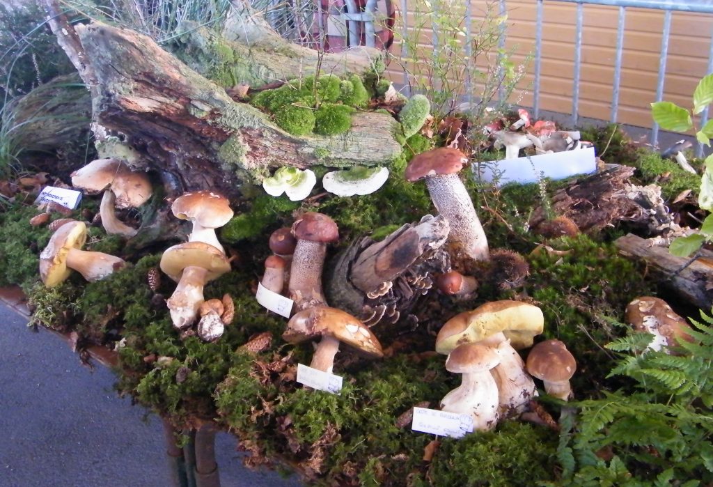 Exposition de champignons étiquetés sur un lit de mousse avec bois mort
