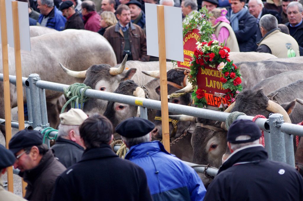 Bœufs gras attachés à une barrière fleurie, entourés de visiteurs lors d'un concours agricole