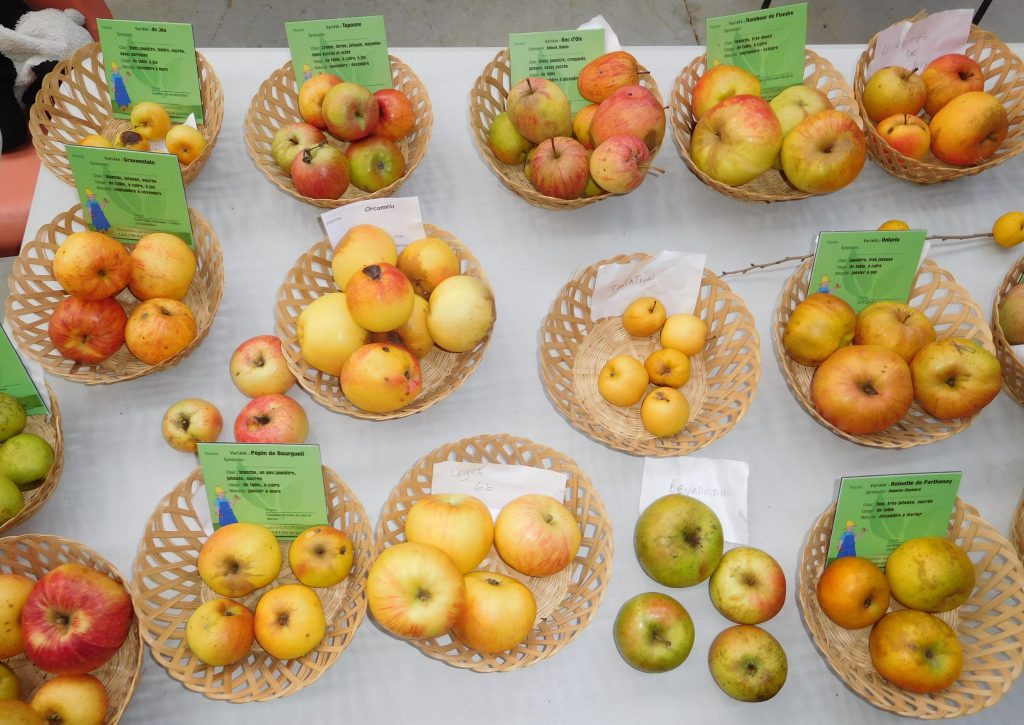 Corbeilles en osier de pommes de variétés anciennes étiquetées sur une table d'exposition